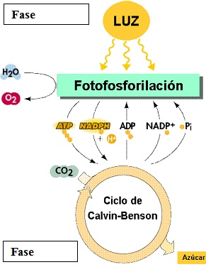 fotosintesis artificial fotofosforilacion